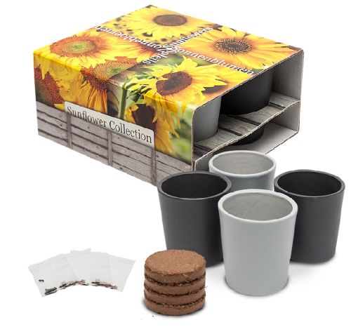 Set of pots of sunflower - Image 1